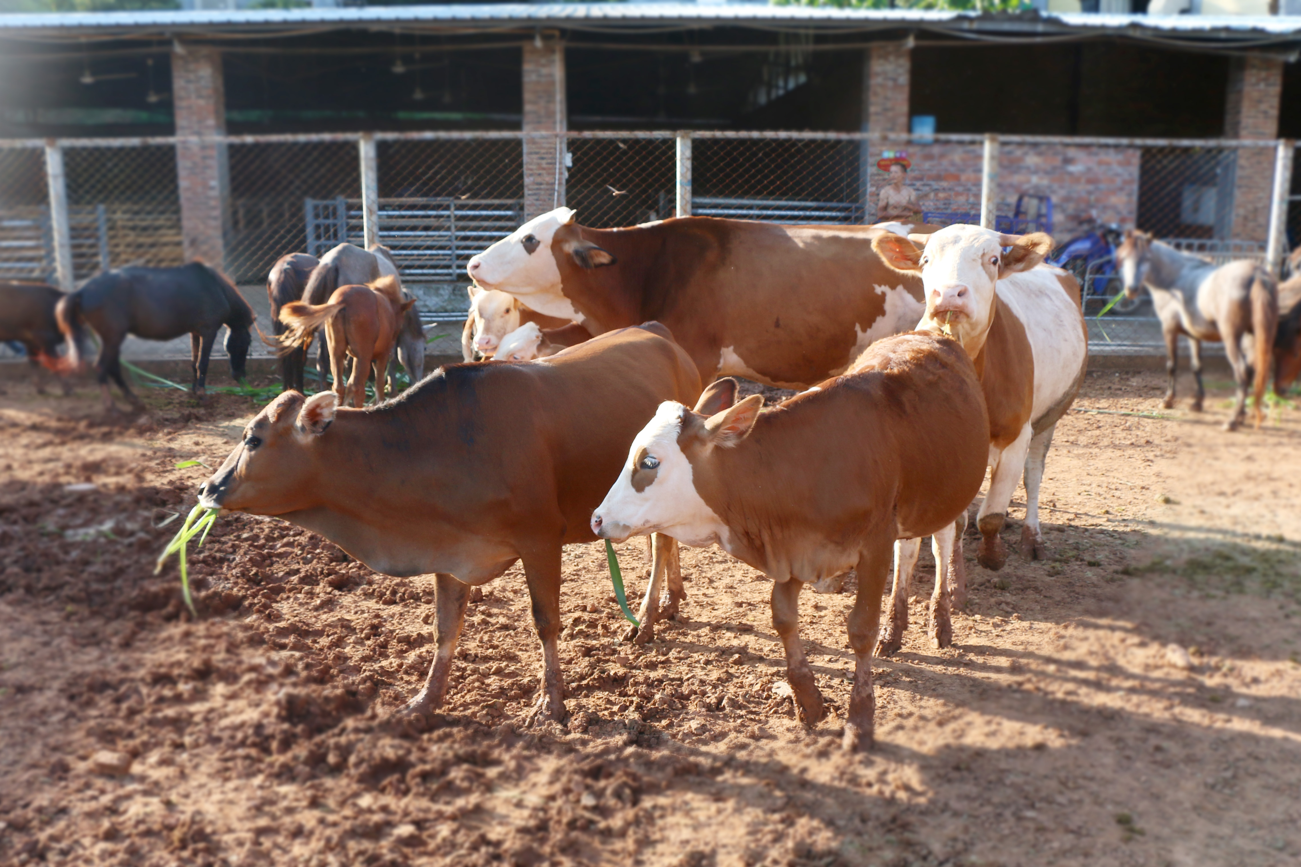 中国尊龙凯时农业牛马驴养殖场